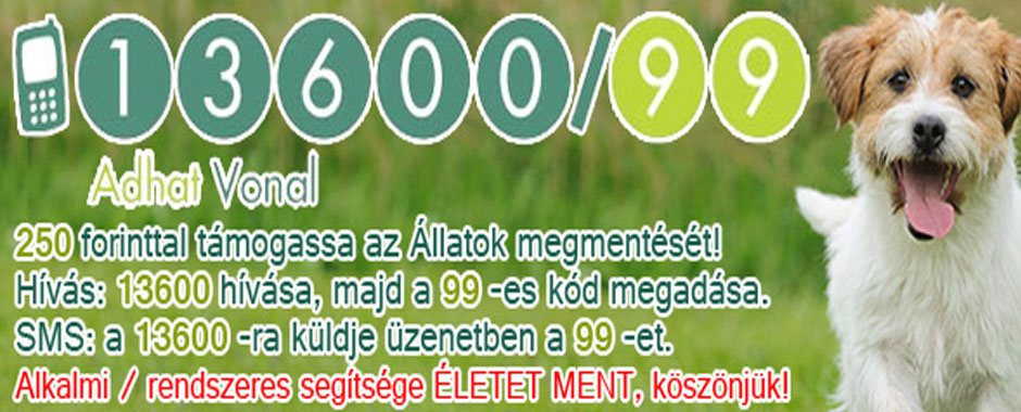 kutya, macska, állatmenhely, örökbe fogadhatók, adóbevalláskor adó 1 felajánlás