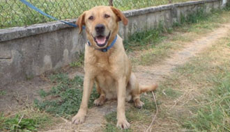 állatvédő alapítvány, állatvédelem támogatása állatmenhely, adóbevallás, adó 1%