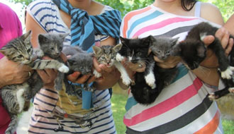 állatmenhely, szja 1 százalék, adózás kutyamenhely, adóbevallás, adó 1+1