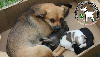 kutyák mentése adóbevallás, állatotthon, adó 1%