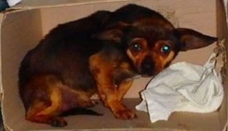 kutya, cica mentés, örökbeadás állatmenhely, adó egy százalék, adó 1