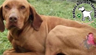 kutyamenhely, állatvédő, szja 1 százalék adóbevallás, állatotthon, adó 1%