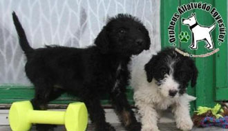 adó 1 százalék felajánlás állatmenhely, személyi jövedelemadó, adó 1 százalék